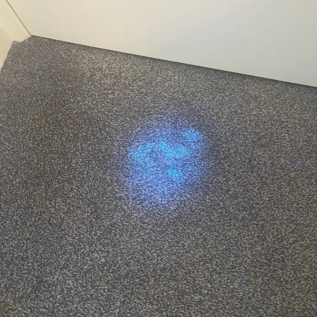 UV inspection lamp revealing pet stains for targeted cleaning