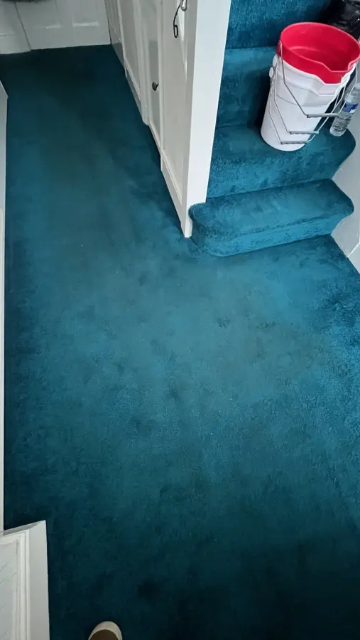 Pet urine on wool carpet — before cleaning