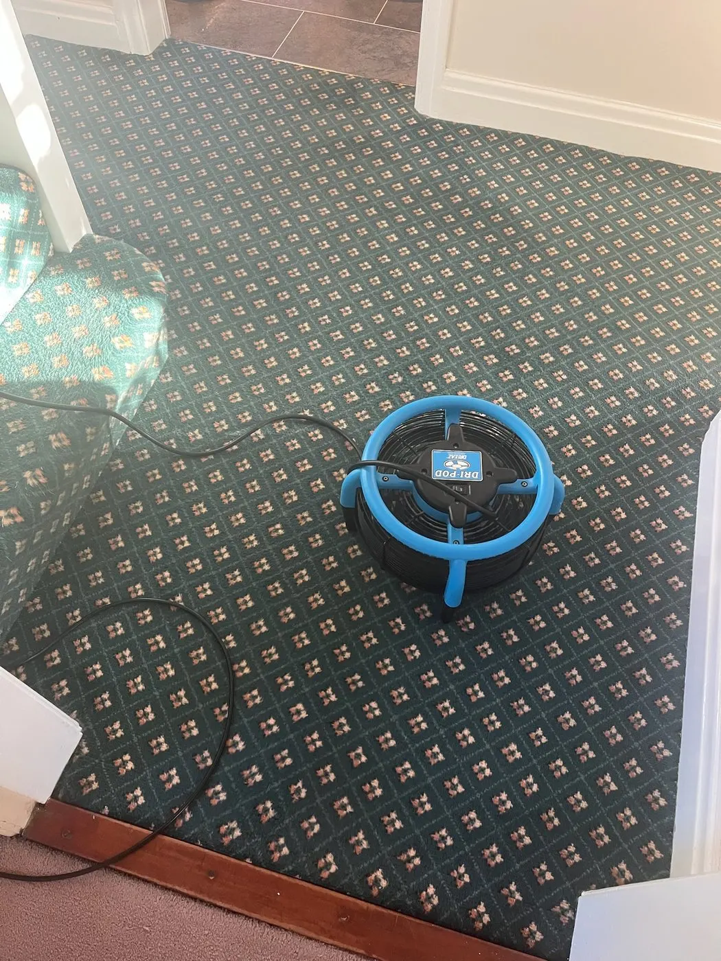 Luxury wool carpet drying with professional Dri-Pod equipment
